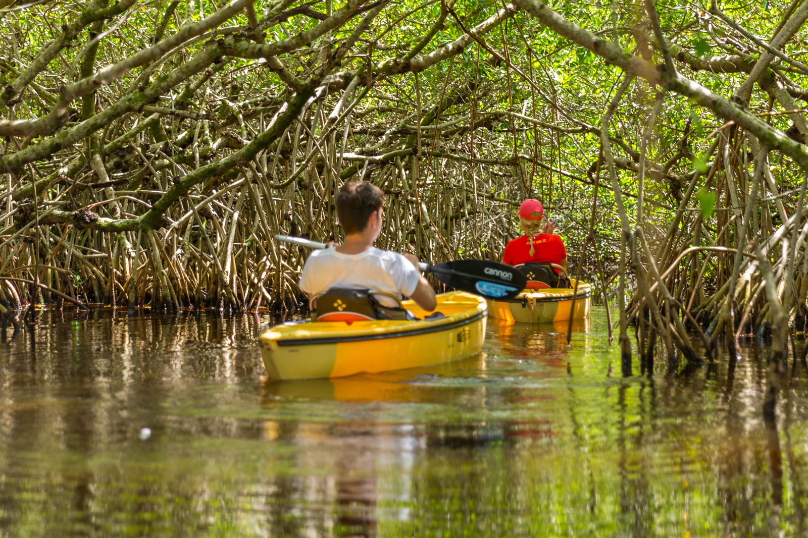 Two people in yellow kayaks paddling through a tunnel of mangrove branches